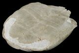 Fossil Tortoise (Testudo) - South Dakota #115065-7